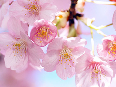 お花見の季節のスキンケア