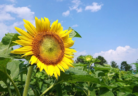 日焼け止め、上手に使えていますか？